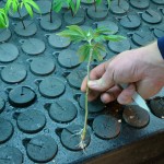 After being in the cloner for almost 2 weeks, our Stardawg clone has developed roots...